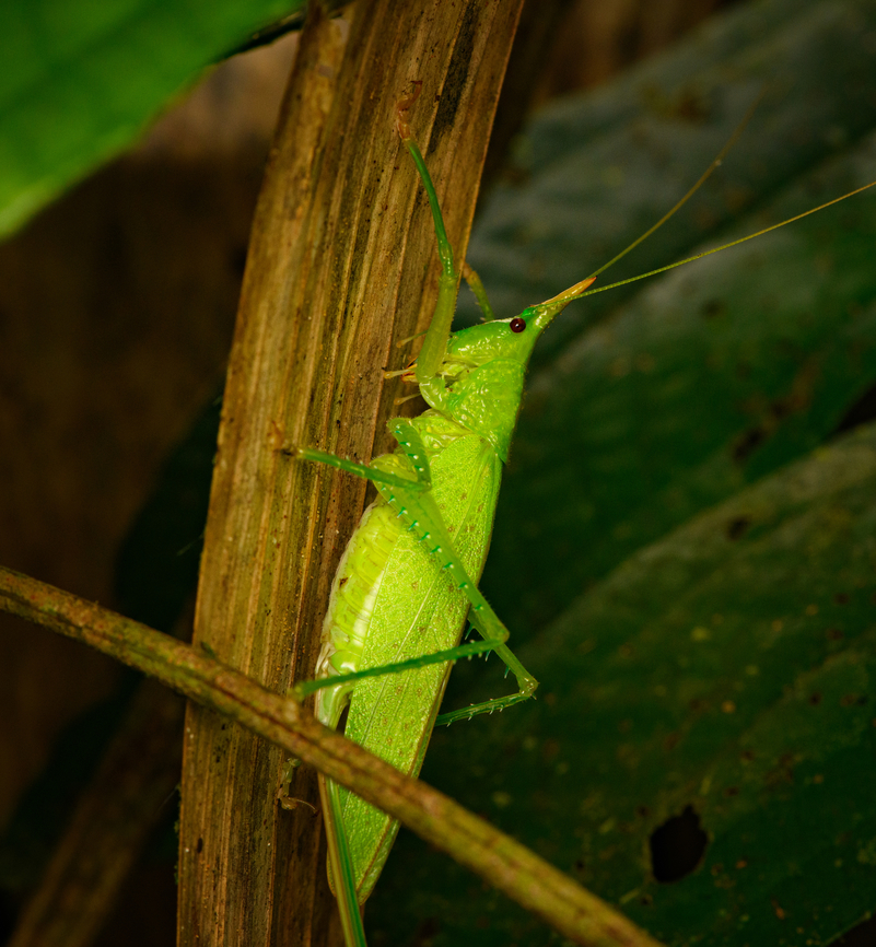 Conehead katydid, Copiphora gracilis, Caquet&aacute;, Colombia  Amazon,Caquet&aacute;,Colombia,Colombia 2022,Copiphora gracilis,Geotagged,Peregrinos,South America,Summer,Winter,World