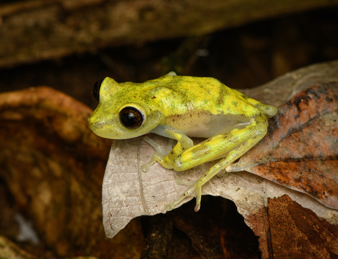 Nymph Tree Frog (Boana nympha) - closeup, Caquetá, Colombia <figure class="photo"><a href="https://www.jungledragon.com/image/142974/nymph_tree_frog_boana_nympha_caquet_colombia.html" title="Nymph Tree Frog (Boana nympha), Caquet&aacute;, Colombia"><img src="https://s3.amazonaws.com/media.jungledragon.com/images/2/142974_thumb.jpg?AWSAccessKeyId=05GMT0V3GWVNE7GGM1R2&Expires=1763596810&Signature=8%2BAr4CEFBEUg%2BpoAbxHBQexGu8A%3D" width="200" height="134" alt="Nymph Tree Frog (Boana nympha), Caquet&aacute;, Colombia https://www.jungledragon.com/image/142973/nymph_tree_frog_boana_nympha_-_closeup_caquet_colombia.html<br />
Very tricky to identify so consider the identification tentative. Amazon,Boana nympha,Caquet&aacute;,Colombia,Colombia 2022,Geotagged,Peregrinos,South America,Summer,Winter,World" /></a></figure><br />
Very tricky to identify so consider the identification tentative. Amazon,Boana nympha,Caquetá,Colombia,Colombia 2022,Geotagged,Nymph Tree Frog,Peregrinos,South America,Summer,Winter,World