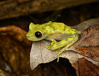 Nymph Tree Frog (Boana nympha) - closeup, Caquet&aacute;, Colombia https://www.jungledragon.com/image/142974/nymph_tree_frog_boana_nympha_caquet_colombia.html<br />
Very tricky to identify so consider the identification tentative. Amazon,Boana nympha,Caquet&aacute;,Colombia,Colombia 2022,Geotagged,Nymph Tree Frog,Peregrinos,South America,Summer,Winter,World