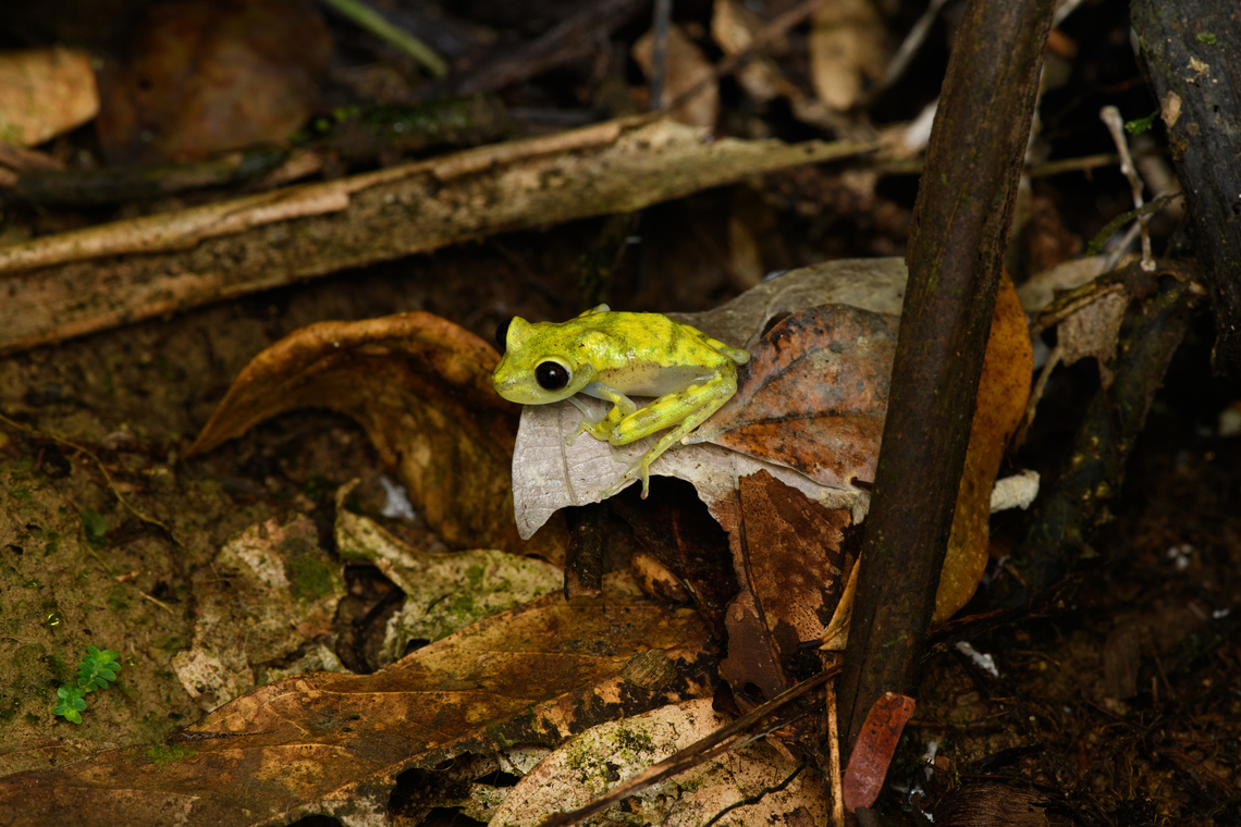 Nymph Tree Frog (Boana nympha), Caquetá, Colombia <figure class="photo"><a href="https://www.jungledragon.com/image/142973/nymph_tree_frog_boana_nympha_-_closeup_caquet_colombia.html" title="Nymph Tree Frog (Boana nympha) - closeup, Caquet&aacute;, Colombia"><img src="https://s3.amazonaws.com/media.jungledragon.com/images/2/142973_thumb.jpg?AWSAccessKeyId=05GMT0V3GWVNE7GGM1R2&Expires=1759968010&Signature=7%2FmKLZDASt6eMYdHYGzbZOJg2Fg%3D" width="200" height="154" alt="Nymph Tree Frog (Boana nympha) - closeup, Caquet&aacute;, Colombia https://www.jungledragon.com/image/142974/nymph_tree_frog_boana_nympha_caquet_colombia.html<br />
Very tricky to identify so consider the identification tentative. Amazon,Boana nympha,Caquet&aacute;,Colombia,Colombia 2022,Geotagged,Nymph Tree Frog,Peregrinos,South America,Summer,Winter,World" /></a></figure><br />
Very tricky to identify so consider the identification tentative. Amazon,Boana nympha,Caquetá,Colombia,Colombia 2022,Geotagged,Peregrinos,South America,Summer,Winter,World