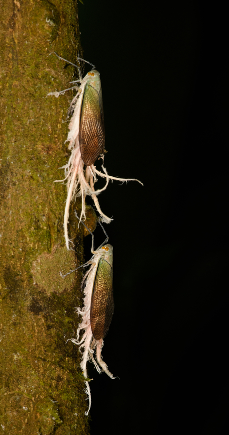 Wax-tailed planthopper, Caquet&aacute;, Colombia "Nice wax you got there." Amazon,Caquet&aacute;,Colombia,Colombia 2022,Geotagged,Peregrinos,Pterodictya reticularis,South America,Summer,Wax-tailed planthopper,Winter,World