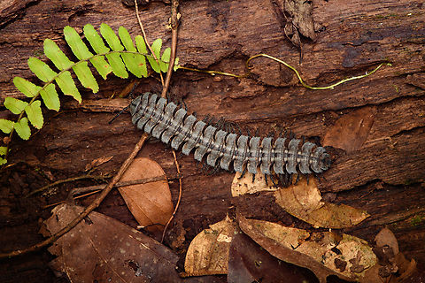 Flat-backed millipede, Caquet&aacute;, Colombia  Amazon,Caquet&aacute;,Colombia,Colombia 2022,Geotagged,Peregrinos,South America,Summer,Winter,World