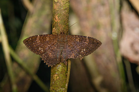 Letis albidentina, Caquet&aacute;,Colombia  Amazon,Caquet&aacute;,Colombia,Colombia 2022,Geotagged,Letis albidentina,Peregrinos,South America,Summer,Winter,World