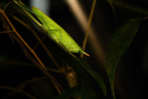 Copiphora gracilis, Caquet&aacute;, Colombia Second individual of this species found during this night tour. Amazon,Caquet&aacute;,Colombia,Colombia 2022,Copiphora gracilis,Geotagged,Peregrinos,South America,Summer,Winter,World