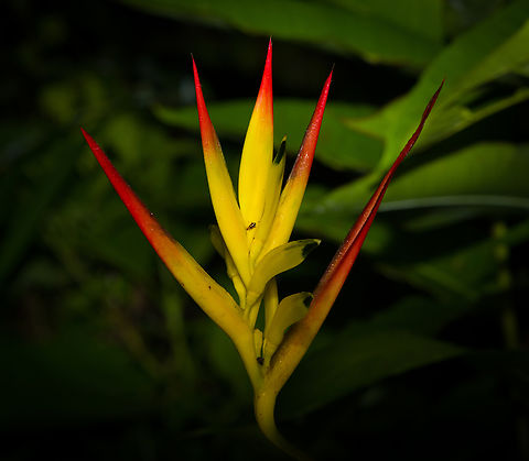 Heliconia hirsuta, Caquet&aacute;, Colombia  Amazon,Caquet&aacute;,Colombia,Colombia 2022,Geotagged,Heliconia hirsuta,Peregrinos,South America,Summer,Winter,World