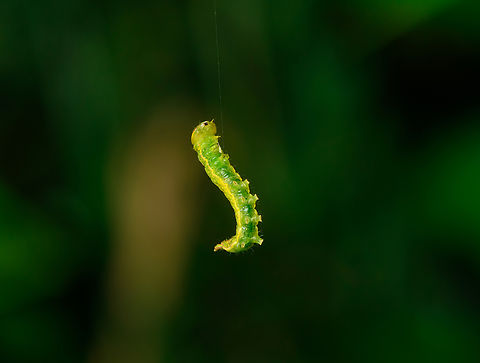 Larva hanging by silk thread, Caquet&aacute;,Colombia Possible a spanworm (Geometer moths), but not sure. Amazon,Caquet&aacute;,Colombia,Colombia 2022,Geotagged,Peregrinos,South America,Summer,Winter,World