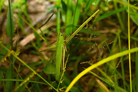 Green Katydid, Caquetá, Colombia  Amazon,Caquetá,Colombia,Colombia 2022,Geotagged,Peregrinos,South America,Summer,Winter,World