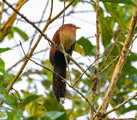 Little Cuckoo, Caquetá, Colombia  Amazon,Caquetá,Coccycua minuta,Colombia,Colombia 2022,Geotagged,Peregrinos,South America,Winter,World,little cuckoo