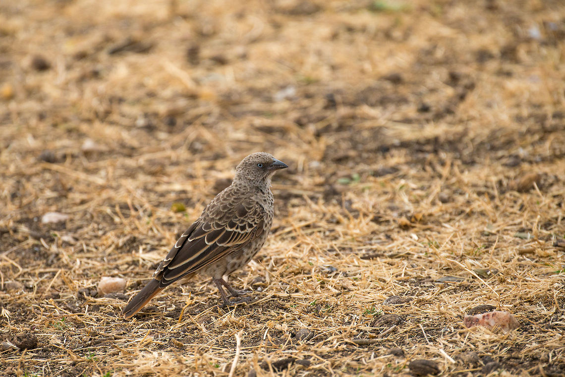 Rufous-tailed Weaver on ground, Central Serengeti Note the beautiful blue eyes. Africa,Histurgops ruficaudus,Rufous-tailed Weaver,Serengeti Central,Serengeti National Park,Serengeti area,Tanzania