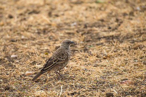 Rufous-tailed Weaver on ground, Central Serengeti Note the beautiful blue eyes. Africa,Histurgops ruficaudus,Rufous-tailed Weaver,Serengeti Central,Serengeti National Park,Serengeti area,Tanzania