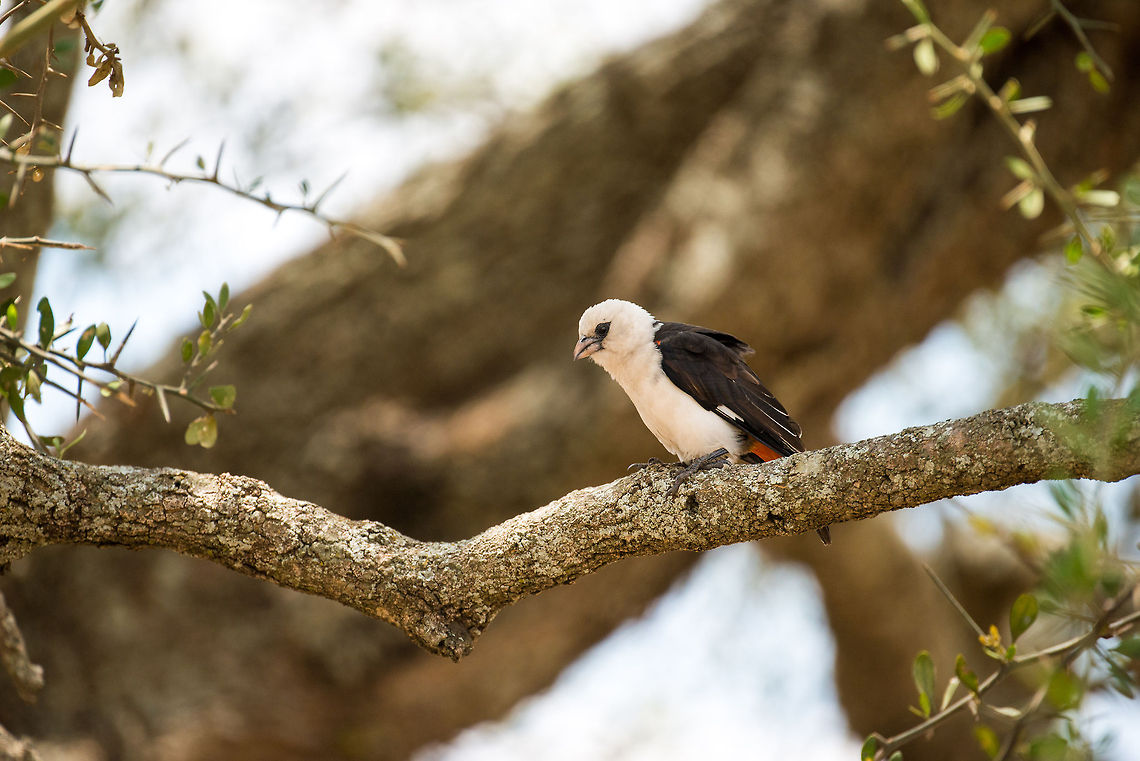 White-headed Buffalo Weaver in Central Serengeti  Africa,Dinemellia dinemelli,Serengeti Central,Serengeti National Park,Serengeti area,Tanzania,White-headed Buffalo Weaver