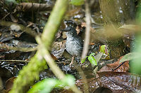 Silvered Antbird - male, Caquet&aacute;, Colombia https://www.jungledragon.com/image/143152/silvered_antbird_-_female_caquet_colombia.html Amazon,Caquet&aacute;,Colombia,Colombia 2022,Geotagged,Peregrinos,Sclateria naevia,Silvered Antbird,South America,Winter,World