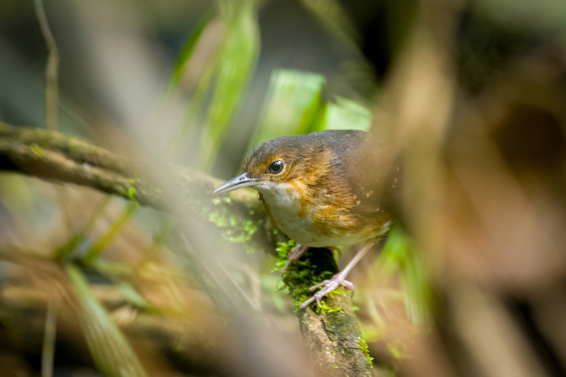 Silvered Antbird - female, Caquet&aacute;, Colombia <figure class="photo"><a href="https://www.jungledragon.com/image/143151/silvered_antbird_-_male_caquet_colombia.html" title="Silvered Antbird - male, Caquet&aacute;, Colombia"><img src="https://s3.amazonaws.com/media.jungledragon.com/images/2/143151_thumb.jpg?AWSAccessKeyId=05GMT0V3GWVNE7GGM1R2&Expires=1769040010&Signature=JOnX9W4MXQgChETvOzY8fa9am1U%3D" width="200" height="134" alt="Silvered Antbird - male, Caquet&aacute;, Colombia https://www.jungledragon.com/image/143152/silvered_antbird_-_female_caquet_colombia.html Amazon,Caquet&aacute;,Colombia,Colombia 2022,Geotagged,Peregrinos,Sclateria naevia,Silvered Antbird,South America,Winter,World" /></a></figure> Amazon,Caquet&aacute;,Colombia,Colombia 2022,Geotagged,Peregrinos,Sclateria naevia,Silvered antbird,South America,Winter,World