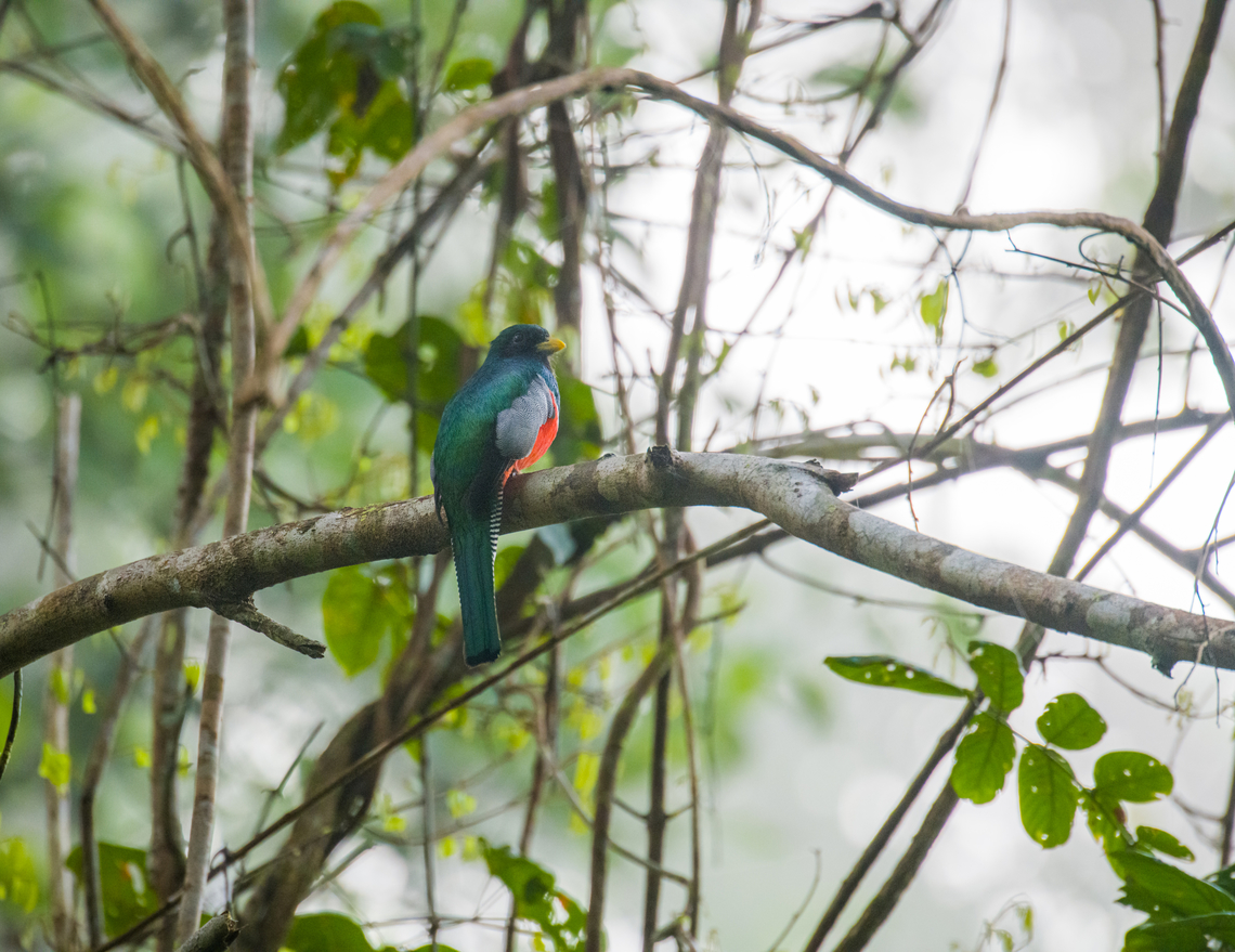 Trogon, Caquetá, Colombia Will contact Thibaud to try to get this to species level. Amazon,Caquetá,Collared trogon,Colombia,Colombia 2022,Geotagged,Peregrinos,South America,Trogon collaris,Winter,World