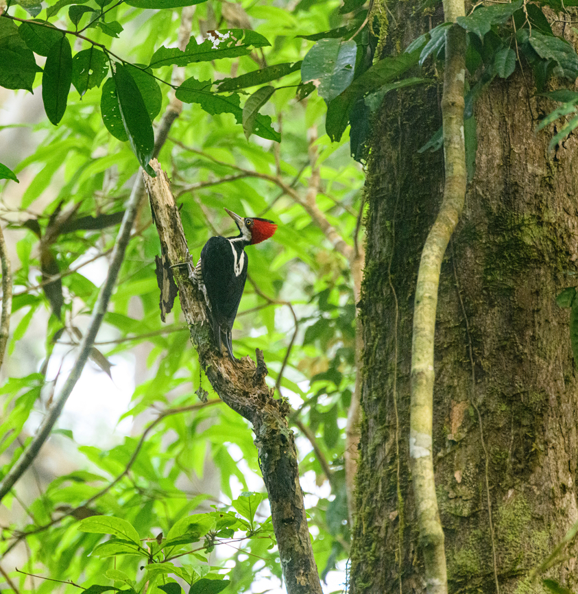 Lineated Woodpecker, Caquet&aacute;,Colombia  Amazon,Caquet&aacute;,Colombia,Colombia 2022,Dryocopus lineatus,Geotagged,Lineated woodpecker,Peregrinos,South America,Winter,World