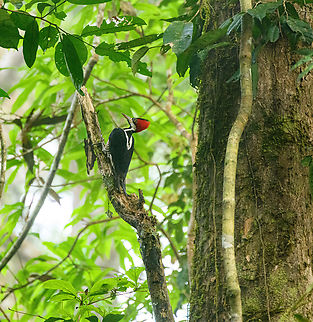 Lineated Woodpecker, Caquetá,Colombia  Amazon,Caquetá,Colombia,Colombia 2022,Dryocopus lineatus,Geotagged,Lineated woodpecker,Peregrinos,South America,Winter,World