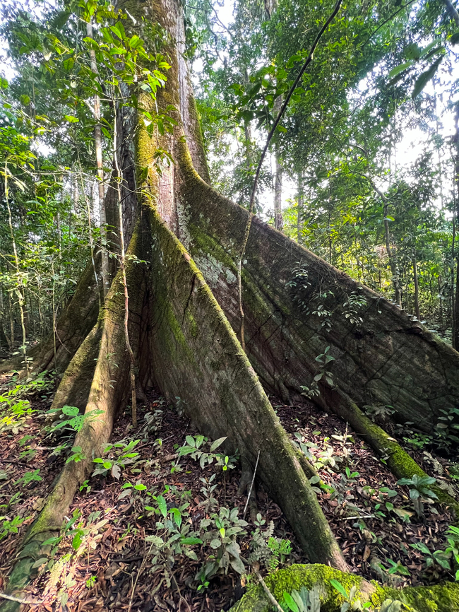 Buttress roots or plank roots, Caquetá, Colombia On this trail, nicknamed by locals as &quot;Path of the Giants&quot;, we found a few trees like this, having gigantic Buttress roots. This being a wide angle photo, the root on the right is about 3.5m tall. Roots like this typically develop in poor soil, to prevent it from tipping over. In this case, the soil is likely poor because these forests regularly flood. Caquetá,Ceiba pentandra,Colombia,Colombia 2022,Geotagged,Kapok,Peregrinos,South America,Winter,World