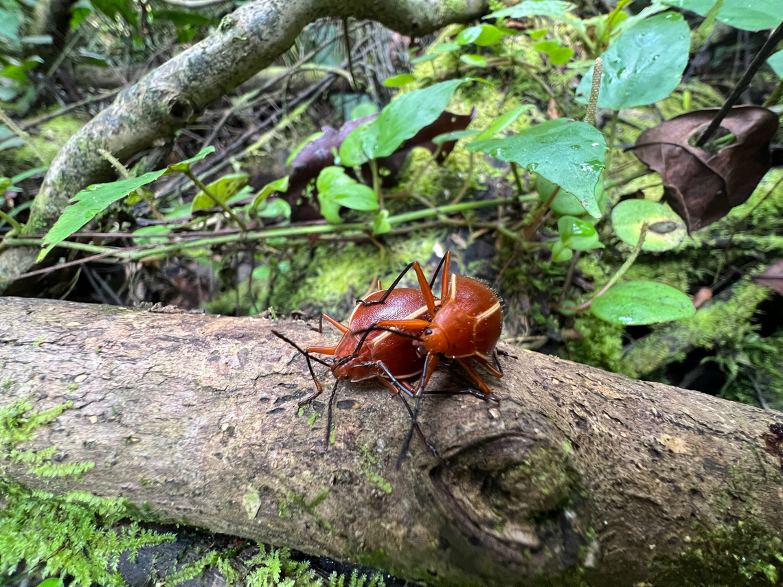 Ellipticus dorbignyi mating, Caquetá, Colombia  Caquetá,Colombia,Colombia 2022,Ellipticus dorbignyi,Geotagged,Peregrinos,South America,Winter,World