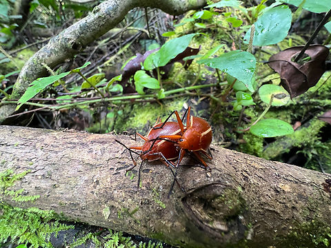 Ellipticus dorbignyi mating, Caquetá, Colombia  Caquetá,Colombia,Colombia 2022,Ellipticus dorbignyi,Geotagged,Peregrinos,South America,Winter,World