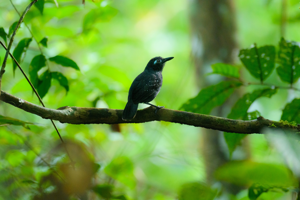 Plumbeous antbird - male, Caquet&aacute;, Colombia  Amazon,Caquet&aacute;,Colombia,Colombia 2022,Geotagged,Myrmelastes hyperythrus,Peregrinos,Plumbeous antbird,South America,Winter,World