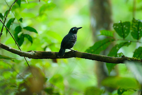 Plumbeous antbird - male, Caquet&aacute;, Colombia  Amazon,Caquet&aacute;,Colombia,Colombia 2022,Geotagged,Myrmelastes hyperythrus,Peregrinos,Plumbeous antbird,South America,Winter,World