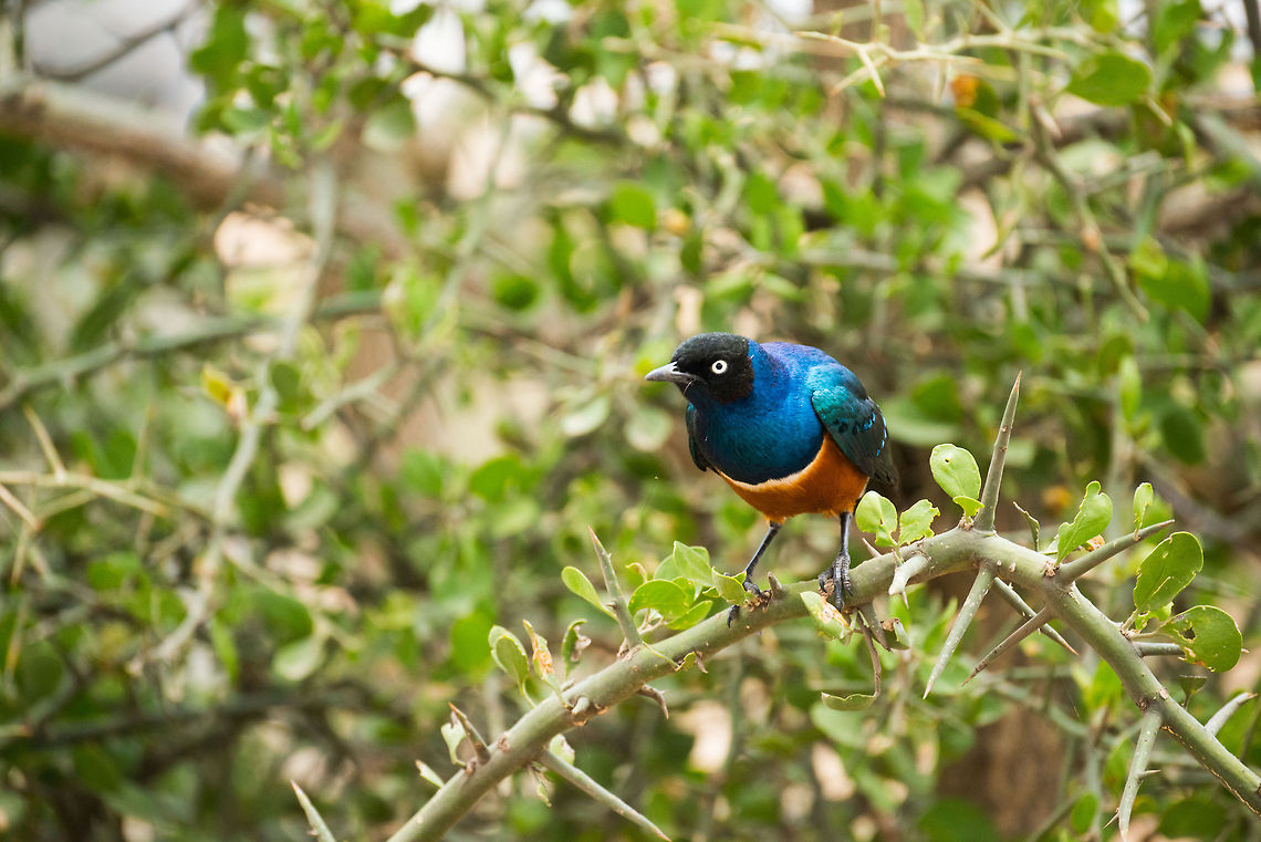 Superb Starling in Central Serengeti  Africa,Lamprotornis superbus,Serengeti Central,Serengeti National Park,Serengeti area,Superb Starling,Tanzania