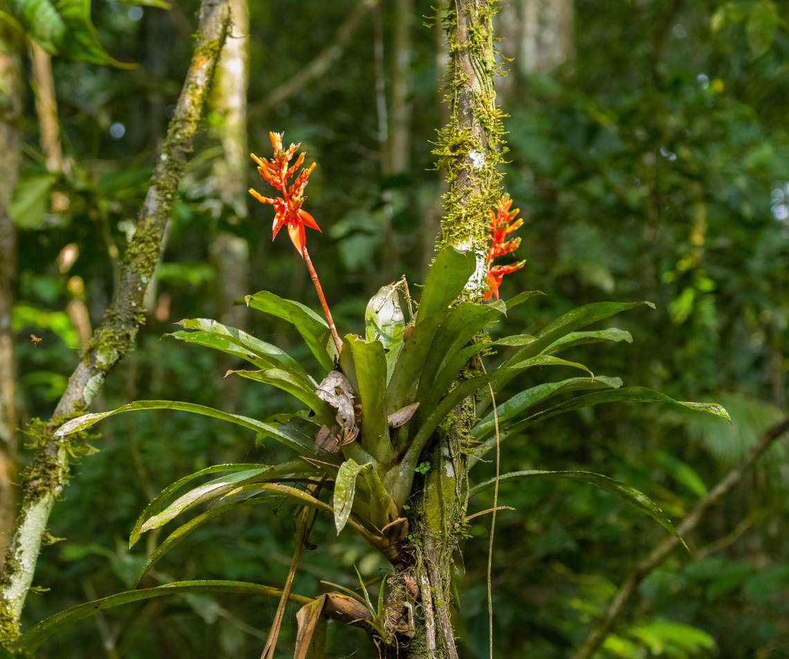 Aechmea tillandsioides, Caquetá, Colombia Struggling to identify this plant. Some candidate species that seem close:<br />
- Aechmea tillandsioides<br />
- Guzmania multiflora Aechmea tillandsioides,Amazon,Caquetá,Colombia,Colombia 2022,Geotagged,Peregrinos,South America,Winter,World