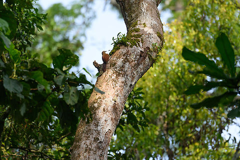 Strong-billed woodcreeper, Caquet&aacute;,Colombia Distant shot, sorry! Amazon,Caquet&aacute;,Colombia,Colombia 2022,Geotagged,Peregrinos,South America,Strong-billed woodcreeper,Winter,World,Xiphocolaptes promeropirhynchus