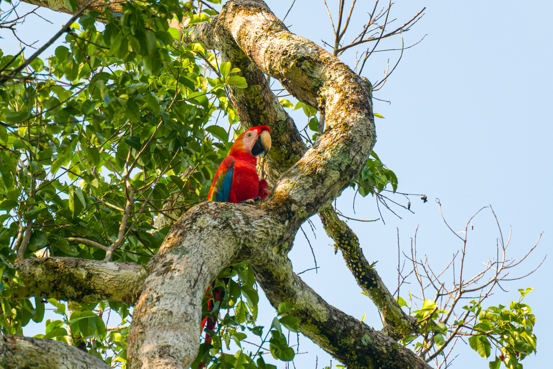 Scarlet macaw, Caquetá, Colombia  Amazon,Ara macao,Caquetá,Colombia,Colombia 2022,Geotagged,Peregrinos,Scarlet macaw,South America,Winter,World