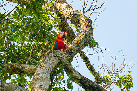 Scarlet macaw, Caquetá, Colombia  Amazon,Ara macao,Caquetá,Colombia,Colombia 2022,Geotagged,Peregrinos,Scarlet macaw,South America,Winter,World