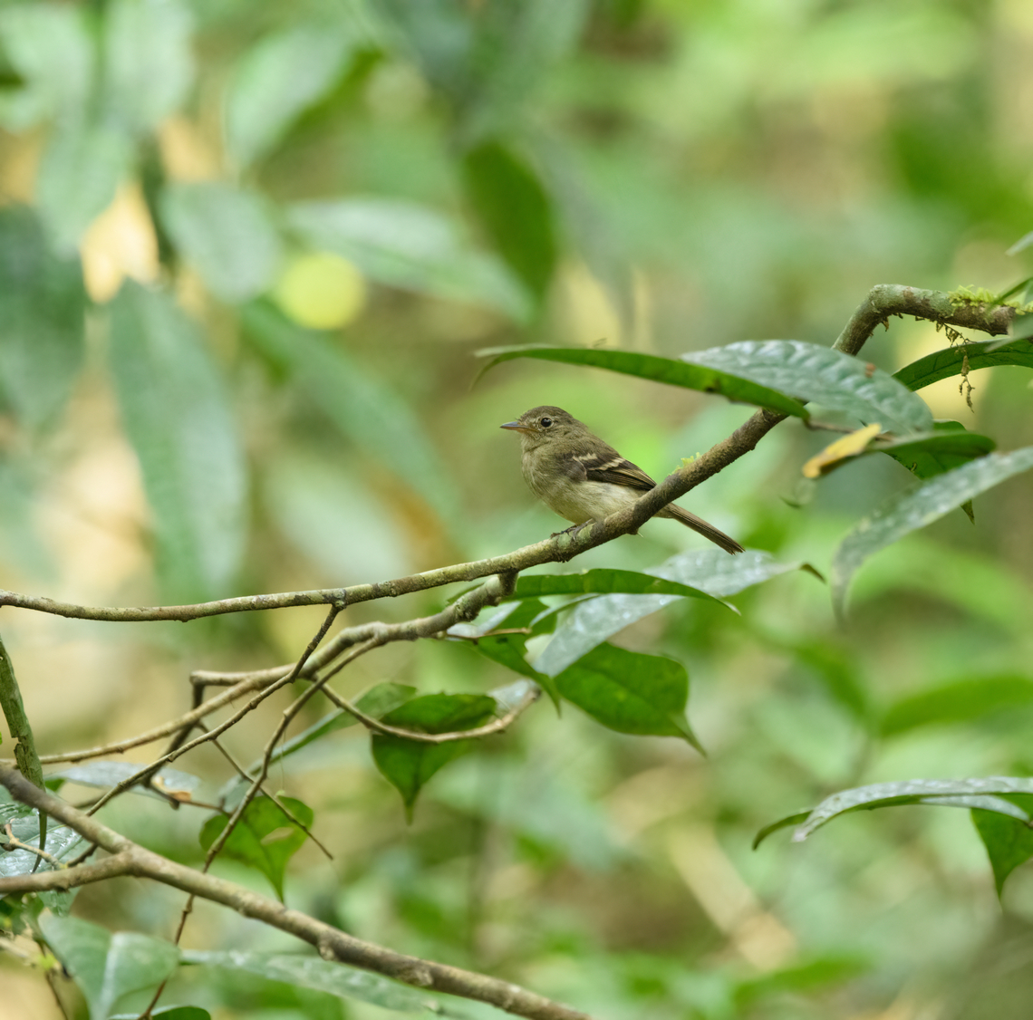 Lathrotriccus euleri, Caquetá, Colombia ID tenative, to be verified. Amazon,Caquetá,Colombia,Colombia 2022,Euler's flycatcher,Geotagged,Lathrotriccus euleri,Peregrinos,South America,Winter,World