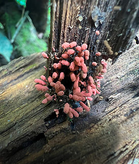 Carnival Candy Slime Mold (Arcyria denudata), Caquetá, Colombia  Arcyria denudata,Caquetá,Carnival Candy Slime Mold,Colombia,Colombia 2022,Geotagged,Peregrinos,South America,Winter,World