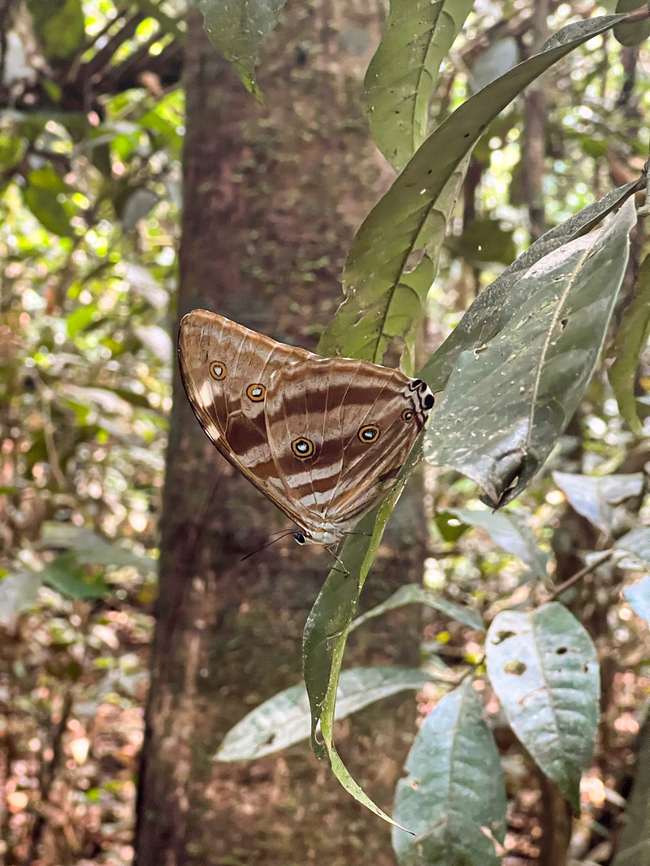 Morpho uraneis, Caquetá, Colombia A casual photo with the smartphone, and only back home I&#039;m discovering that this species of morpho is extremely rare. Caquetá,Colombia,Colombia 2022,Geotagged,Morpho uraneis,Peregrinos,South America,Winter,World