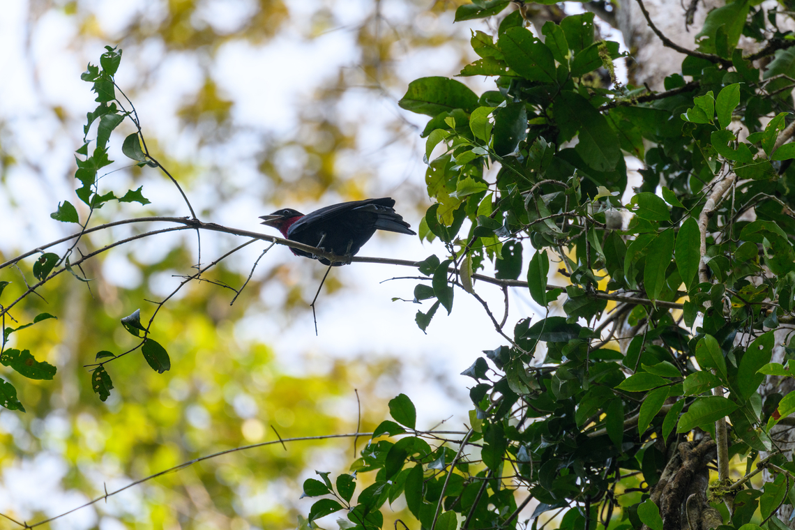 Purple-throated Fruitcrow, Caquetá, Colombia Against the light, sorry for the dark photo. Amazon,Caquetá,Colombia,Colombia 2022,Geotagged,Peregrinos,Purple-throated fruitcrow,Querula purpurata,South America,Winter,World