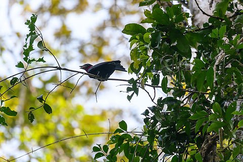 Purple-throated Fruitcrow, Caquetá, Colombia Against the light, sorry for the dark photo. Amazon,Caquetá,Colombia,Colombia 2022,Geotagged,Peregrinos,Purple-throated fruitcrow,Querula purpurata,South America,Winter,World