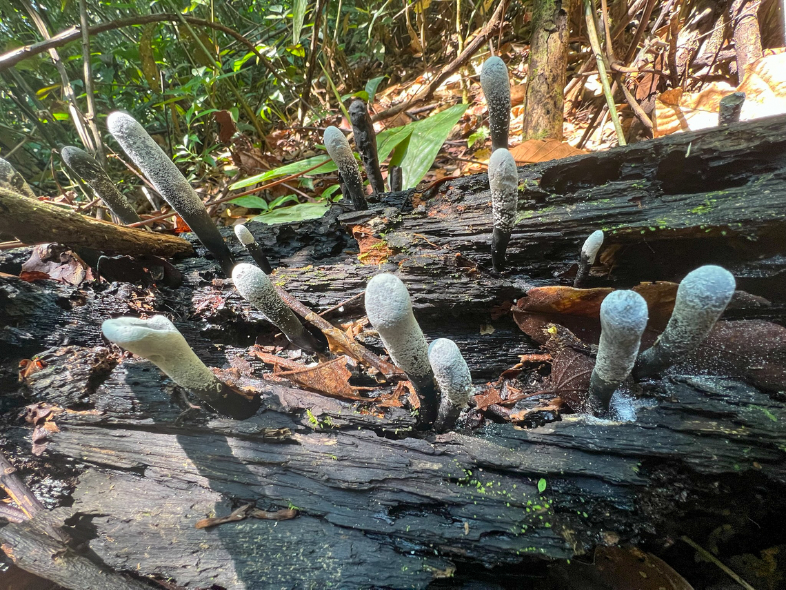 Xylaria polymorpha, Caquet&aacute;, Colombia  Caquet&aacute;,Colombia,Colombia 2022,Dead Man's Fingers,Geotagged,Peregrinos,South America,Winter,World,Xylaria polymorpha