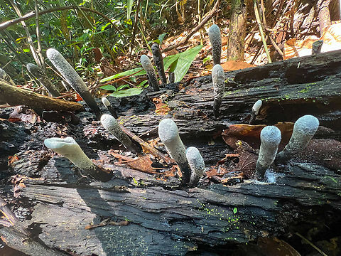 Xylaria polymorpha, Caquet&aacute;, Colombia  Caquet&aacute;,Colombia,Colombia 2022,Dead Man's Fingers,Geotagged,Peregrinos,South America,Winter,World,Xylaria polymorpha
