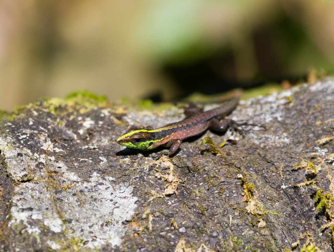 Forest Whiptail, Caquetá, Colombia  Amazon,Caquetá,Colombia,Colombia 2022,Forest Whiptail,Geotagged,Kentropyx pelviceps,Peregrinos,South America,Winter,World