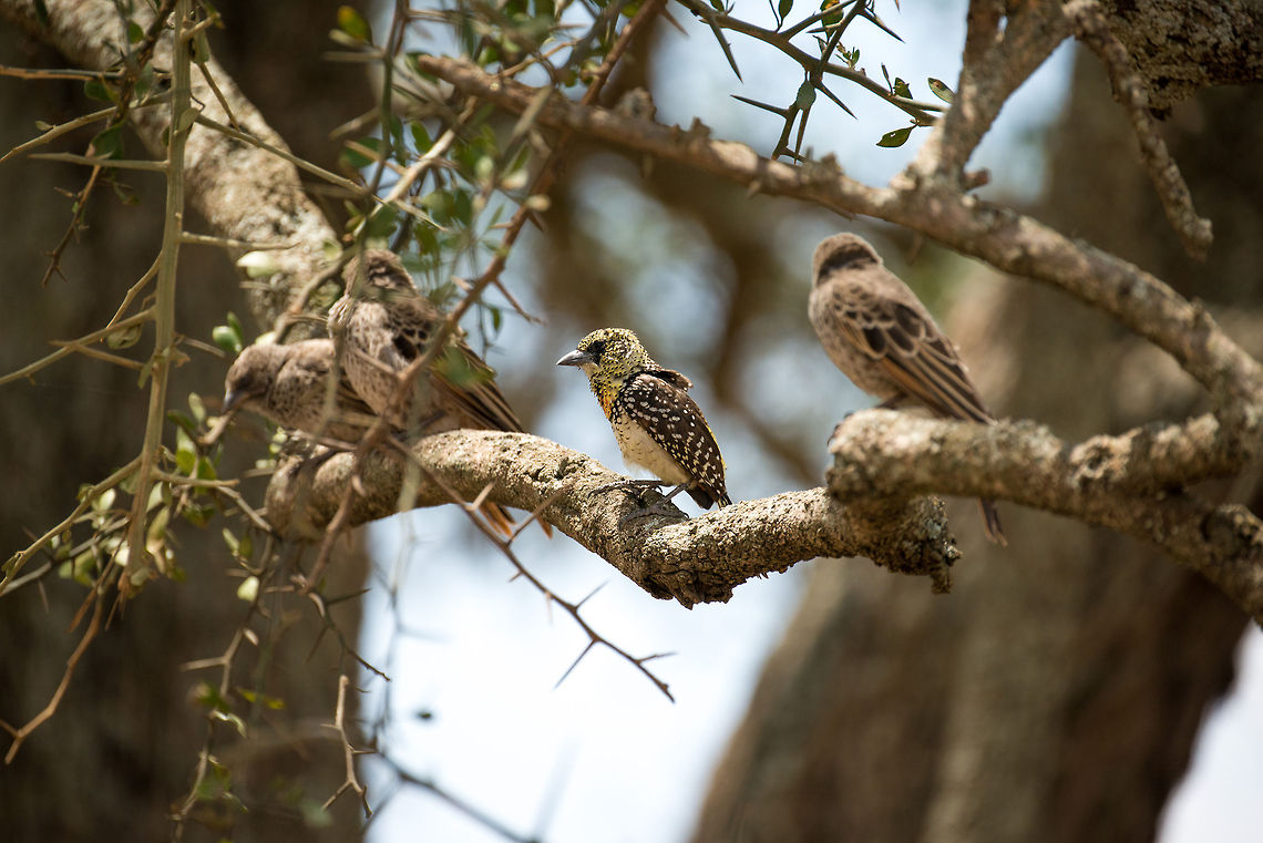 D'Arnouds Barbet in Central Serengeti amidst weaver birds I could only apply focus to one bird, an easy choice this time. Africa,DArnauds Barbet,Serengeti Central,Serengeti National Park,Serengeti area,Tanzania,Trachyphonus darnaudii