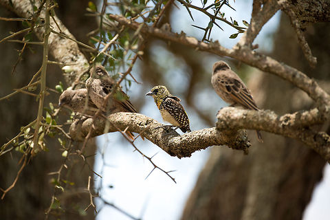 D'Arnouds Barbet in Central Serengeti amidst weaver birds I could only apply focus to one bird, an easy choice this time. Africa,DArnauds Barbet,Serengeti Central,Serengeti National Park,Serengeti area,Tanzania,Trachyphonus darnaudii