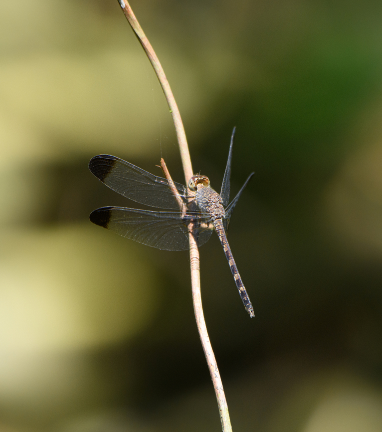 Tropical Woodskimmer basking, Caquet&aacute;, Colombia  Amazon,Caquet&aacute;,Colombia,Colombia 2022,Geotagged,Peregrinos,South America,Tropical Woodskimmer,Uracis imbuta,Winter,World