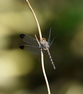 Tropical Woodskimmer basking, Caquet&aacute;, Colombia  Amazon,Caquet&aacute;,Colombia,Colombia 2022,Geotagged,Peregrinos,South America,Tropical Woodskimmer,Uracis imbuta,Winter,World