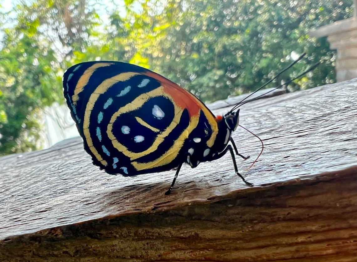 Cynosura eighty-eight, Caquet&aacute;, Colombia Quick crappy shot because we were in the middle of lunch :) Callicore cynosura,Caquet&aacute;,Colombia,Colombia 2022,Cynosura eighty-eight,Geotagged,Peregrinos,South America,Winter,World