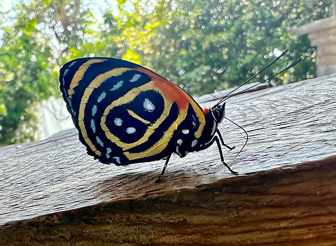 Cynosura eighty-eight, Caquet&aacute;, Colombia Quick crappy shot because we were in the middle of lunch :) Callicore cynosura,Caquet&aacute;,Colombia,Colombia 2022,Cynosura eighty-eight,Geotagged,Peregrinos,South America,Winter,World