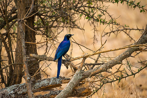 R&uuml;ppells Starling full body view in Central Serengeti All purple metallic in all its glory. Africa,Lamprotornis purpuroptera,R&uuml;ppells Starling,Serengeti Central,Serengeti National Park,Serengeti area,Tanzania