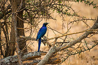 Rüppells Starling full body view in Central Serengeti All purple metallic in all its glory. Africa,Lamprotornis purpuroptera,Rüppells Starling,Serengeti Central,Serengeti National Park,Serengeti area,Tanzania