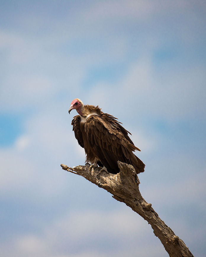 Hooded vulture in Central Serengeti This Hooded Vulture in Central Serengeti was totally ignoring us, and patiently waiting in the full sun at the hottest time of the day. Right below it, 3 lionesses are fighting over the remains of a warthog.<br />
<br />
If you believe vultures are nasty and opportunistic birds, I encourage you to watch BBC&#039;s EarthFlight. In that documentary you will literally see life from the perspective of a vulture, and believe, an easy life it is not. Africa,Hooded Vulture,Necrosyrtes monachus,Serengeti Central,Serengeti National Park,Serengeti area,Tanzania
