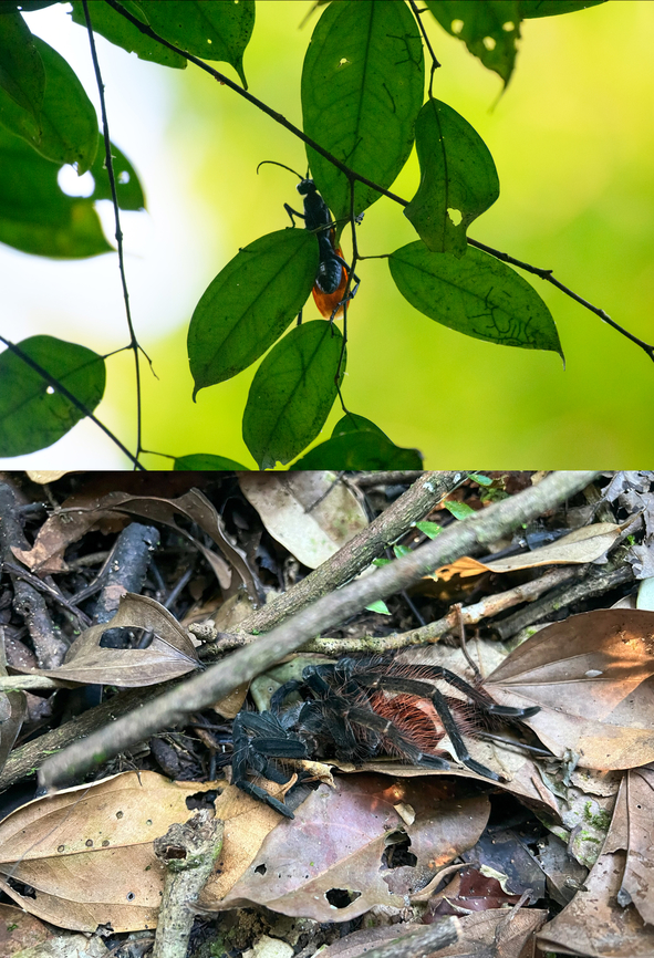 Tarantula hawk paralyzed a tarantula, Caquetá, Colombia As we came into this section of the trail, we saw an enormous insect flying, which soon settled above us (top photo). A tarantula hawk, a type of spider wasp. Our guide Manuel then noticed a tarantula directly next to his feet (bottom photo). <br />
<br />
The tarantula was paralyzed, very likely by the spider wasp. It was waiting for us to leave, so that it could go on with its business. That business would be dragging the tarantula (imagine the strength needed for this) to a specially prepared burrow. Next, the wasp will lay a single egg on the tarantula. As the egg hatches, the larva starts eating the insides of the tarantula, whilst still alive. And it gets even worse: it knows to dodge vital organs as to keep the tarantula alive and fresh for the maximum amount of time.<br />
<section class="video"><iframe width="448" height="282" src="https://www.youtube-nocookie.com/embed/i564eptofhw?hd=1&autoplay=0&rel=0" frameborder="0" allowfullscreen></iframe></section> Callicore cynosura,Caquetá,Colombia,Colombia 2022,Cynosura eighty-eight,Geotagged,Peregrinos,South America,Winter,World