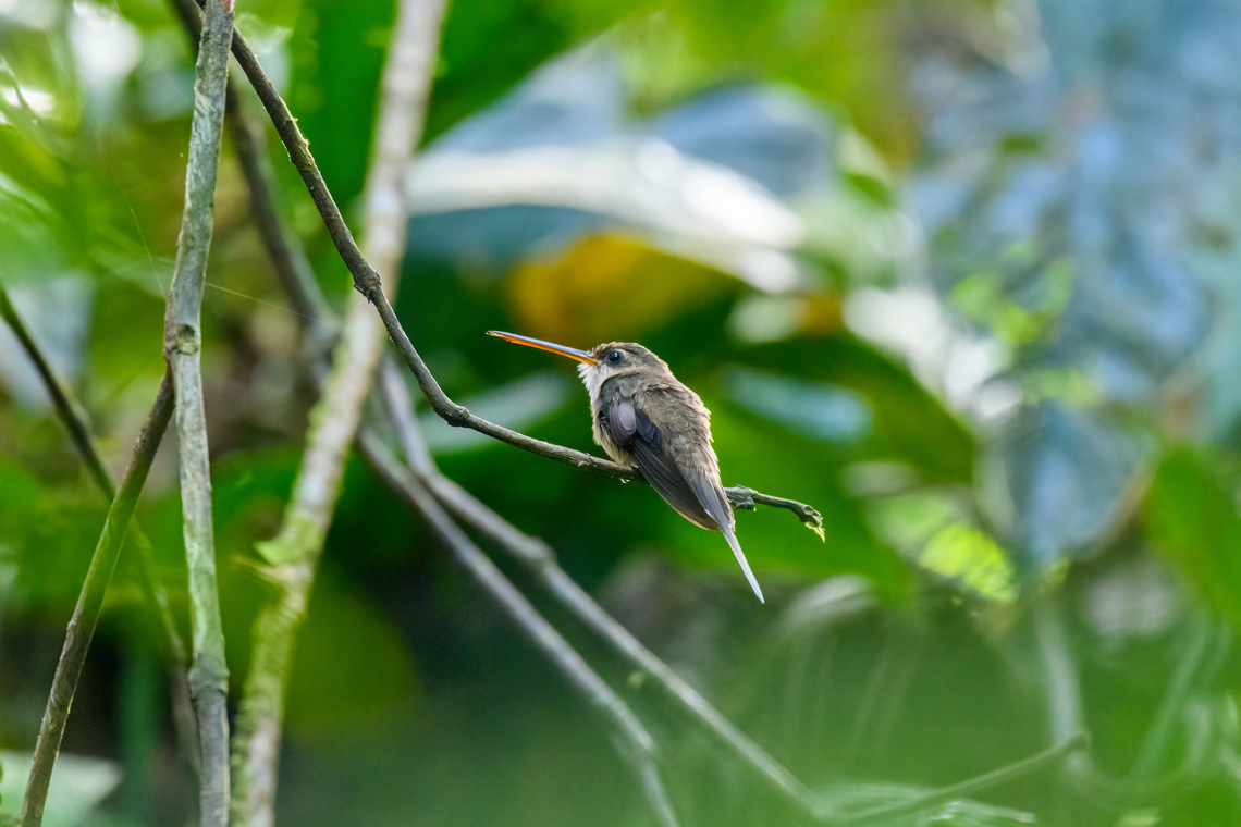 Straight-billed hermit, Caquet&aacute;, Colombia  Amazon,Caquet&aacute;,Colombia,Colombia 2022,Geotagged,Peregrinos,Phaethornis bourcieri,South America,Straight-billed hermit,Winter,World