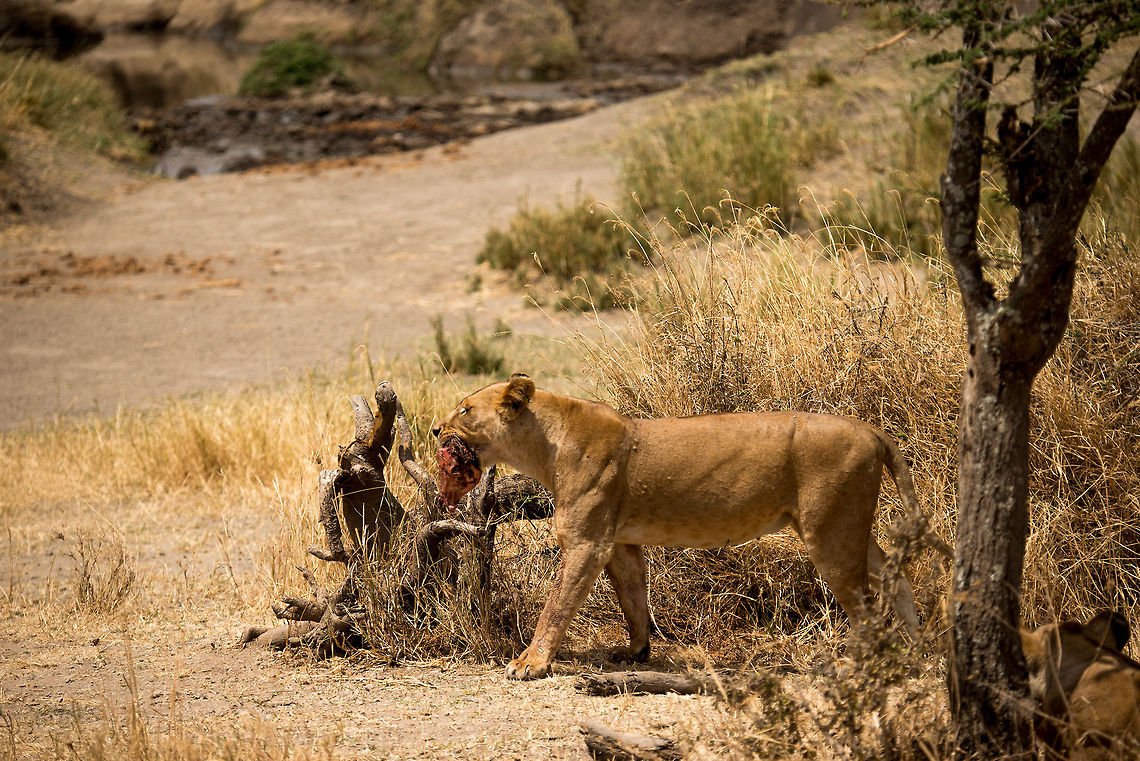 Lioness overheating whilst feeding in Central Serengeti This Lioness was feeding on a warthogs's head, yet as it was the hottest time of the day, it was overheating. The result is this trip of her to a nearby water place. Africa,Lion,Panthera leo,Serengeti Central,Serengeti National Park,Serengeti area,Tanzania